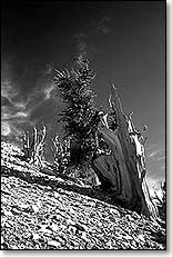 treeline