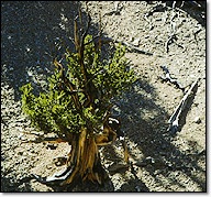 picture of old tree