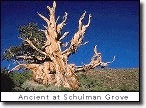 ancient tree
